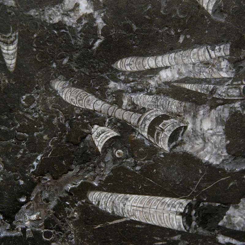 fossile nero